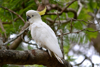 A cockatoo
