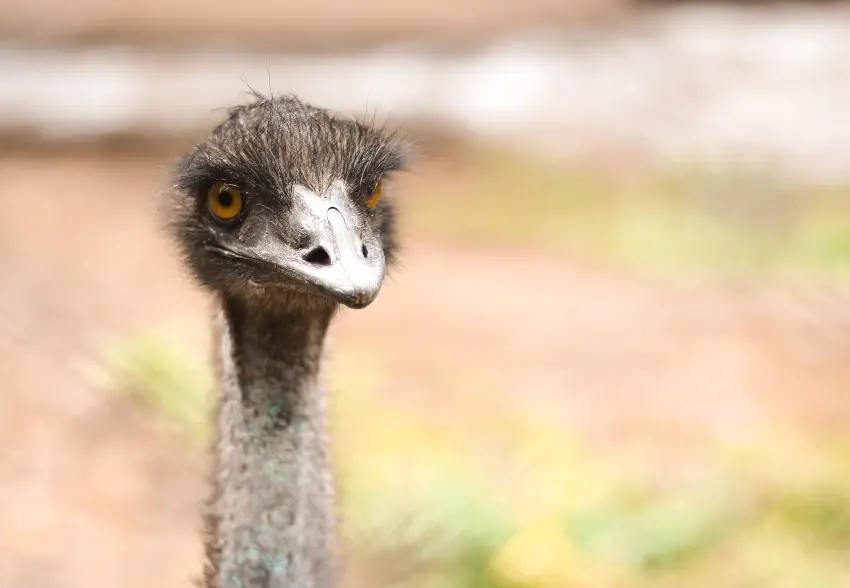 An emu gazing philosophically