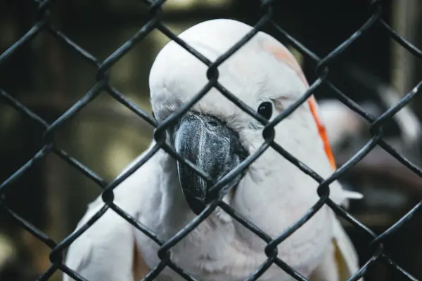 A cockatoo stuck behind a fence