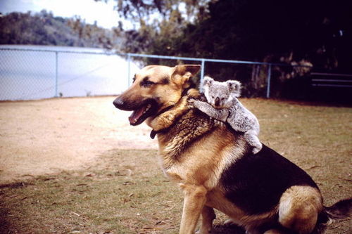 A koala on the back of a dog