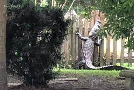 A crocodile having difficulty scaling a wooden fence