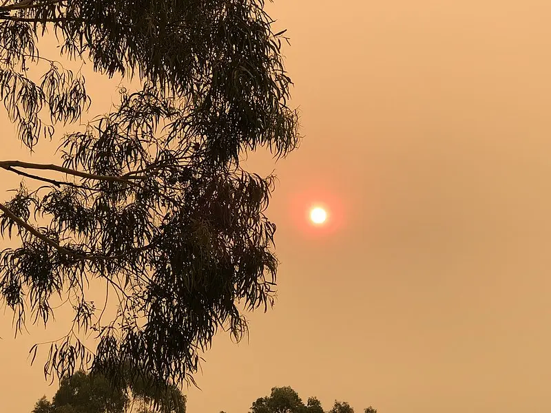 An orange sun shining through smoke haze, with a gum tree appearing to the left of the image